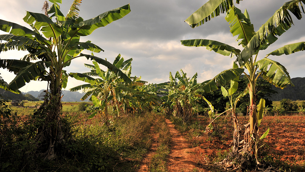 Bananenalle im Valle de Vinales
6439