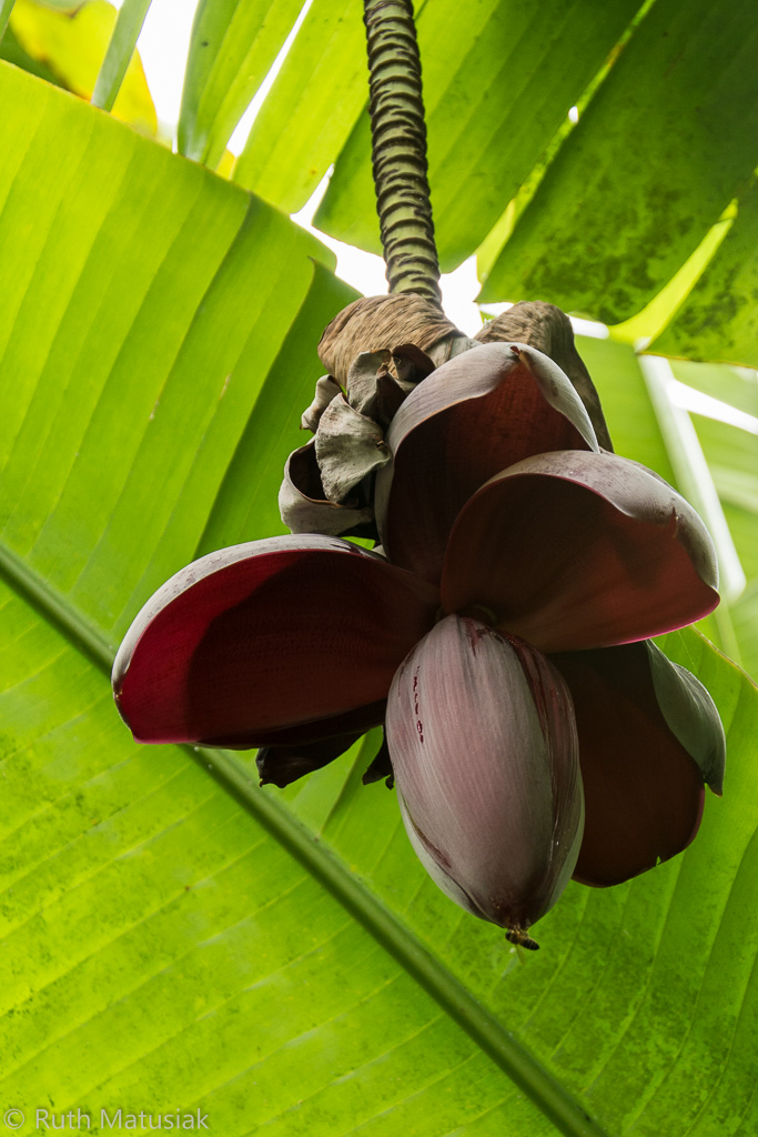 Bananenblüte auf Tenerife