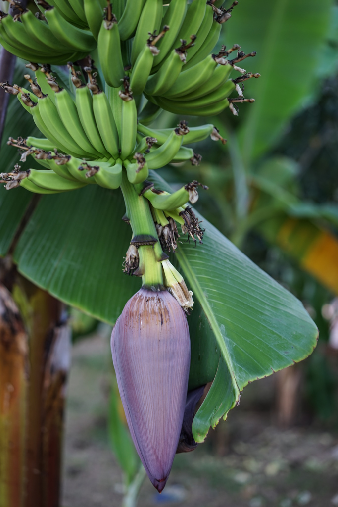 Bananenblüte