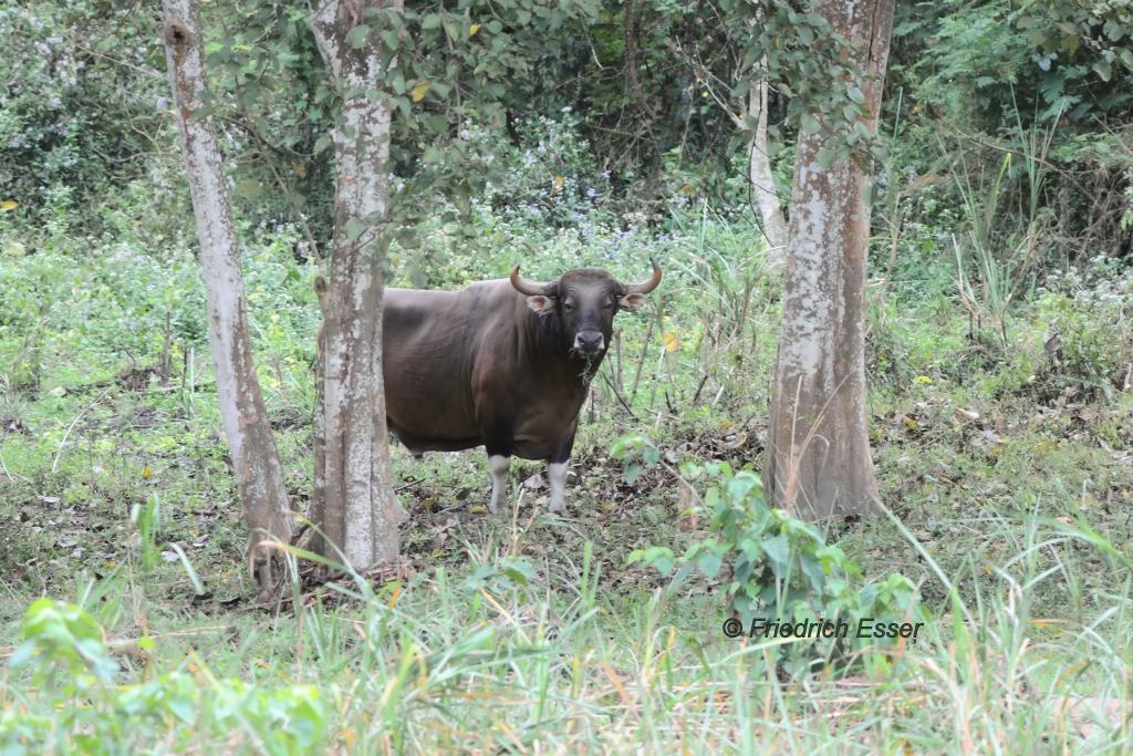 Banteng Bulle