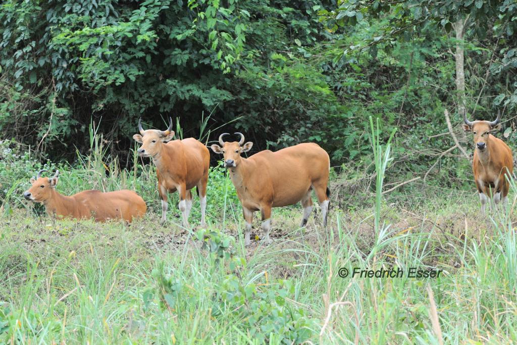 Banteng Herde