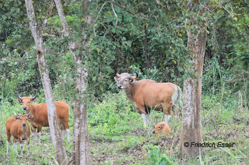 Banteng Herde