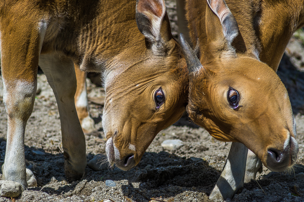 Bantengs