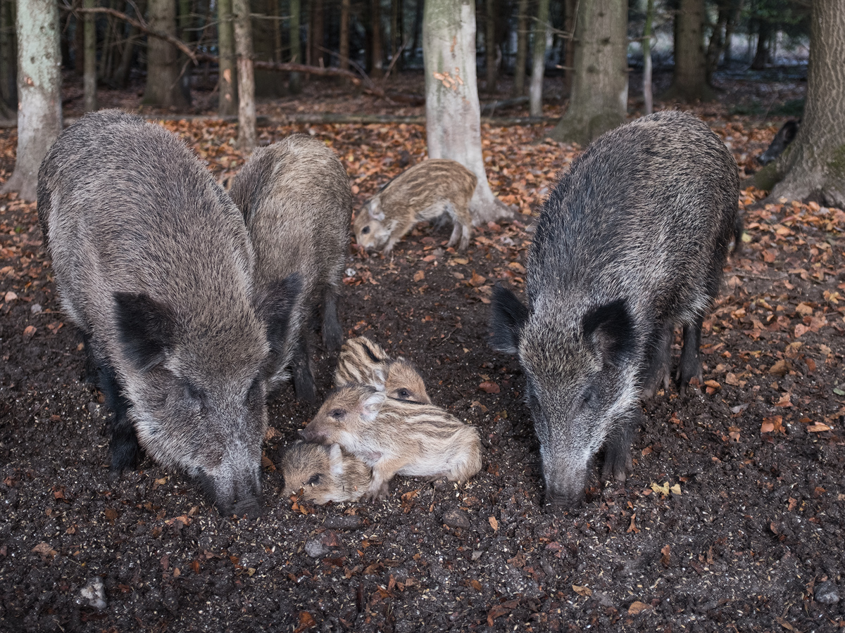 Bargteheide.jpg