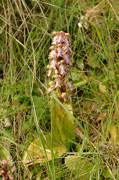 BarliaRobertianum_SRY_393x591_DSC5321.jpg