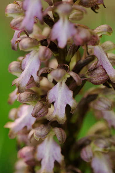 BarliaRobertianum_SRY_591x393_DSC5325.jpg