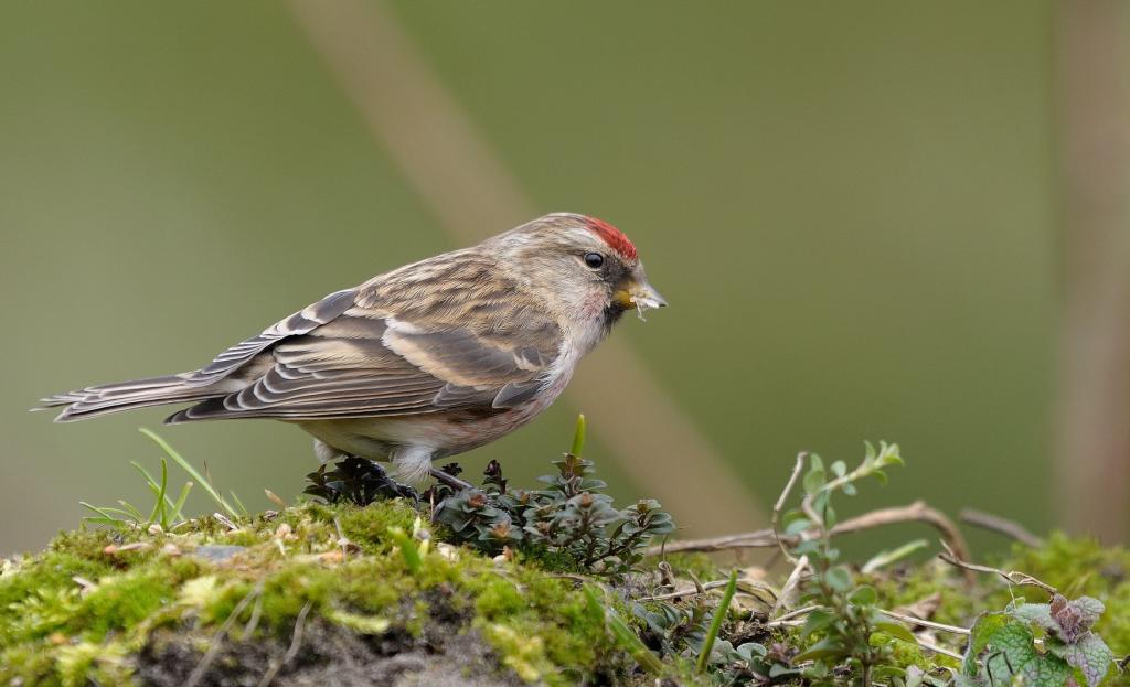 barmsijs.
