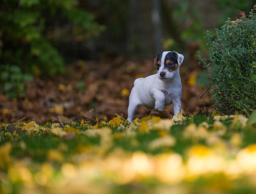 Barney