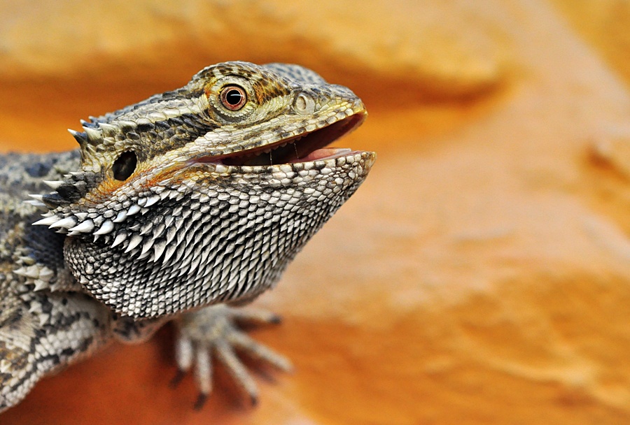 Bartagame Forum