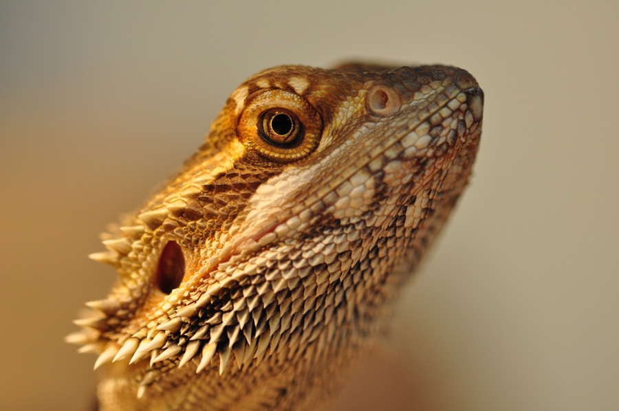 Bartagame2