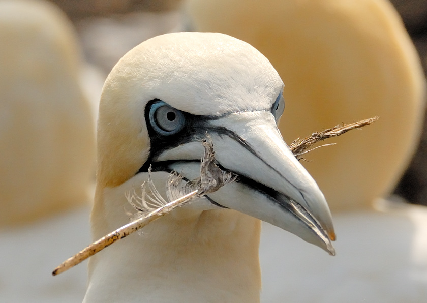 Bass Rock 18