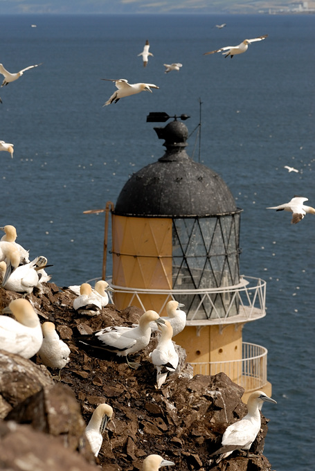 Bass Rock 21