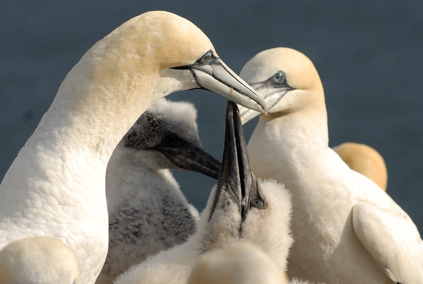 Bass Rock 23