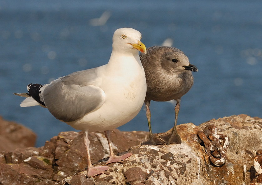 Bass Rock 26