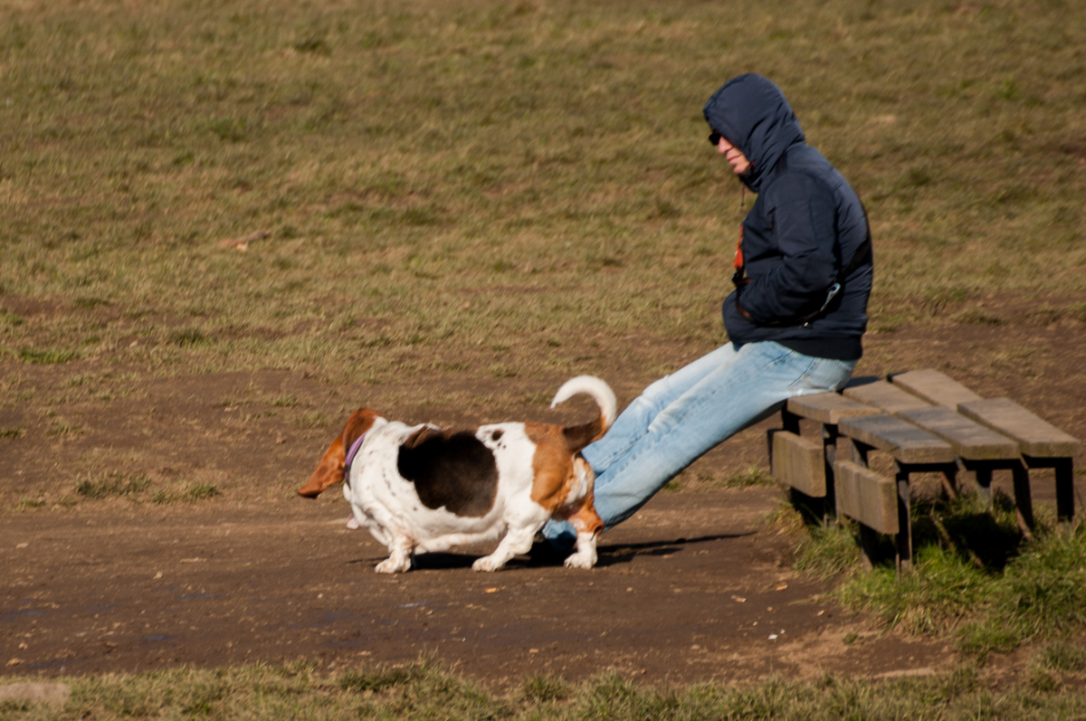 basset 2