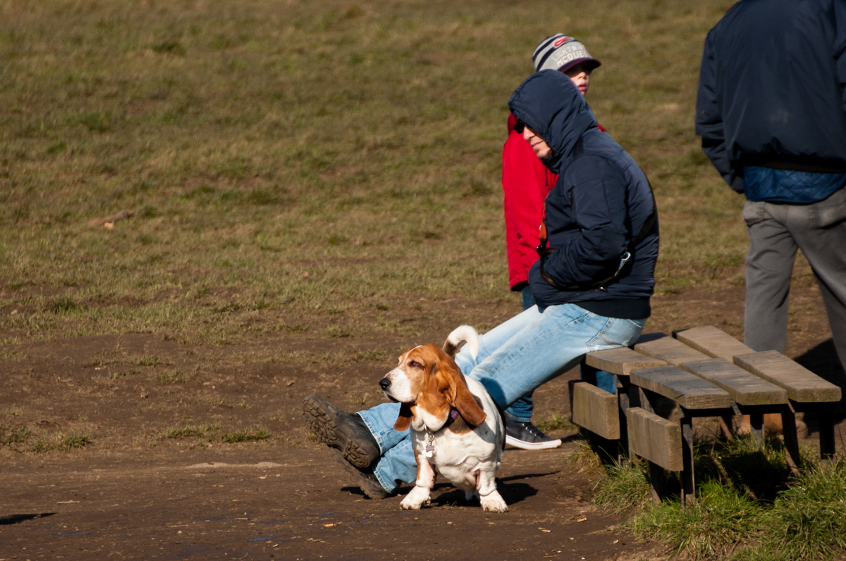 basset