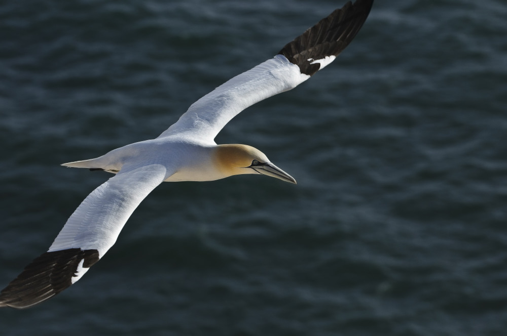 Basstölpel dsc7864
Nikon D300 mit Nikkor AF-S VR 200-400mm f/4G ED-IF 
200mm , F/7,1 , 1/2000 sek , ISO 320 , -1,3LW