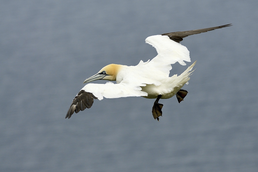 Basstölpel - Insel Runde - Nikkor AF 80-400 VR