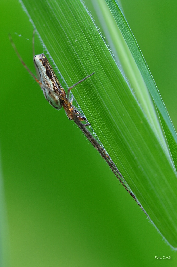 Bauchkitzeln 
(Streckerspinne )

Bild im Portfolio 2012 gezeigt