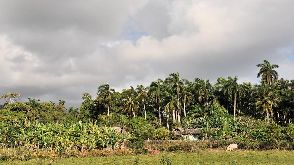 Bauernhof bei Baracoa
0627