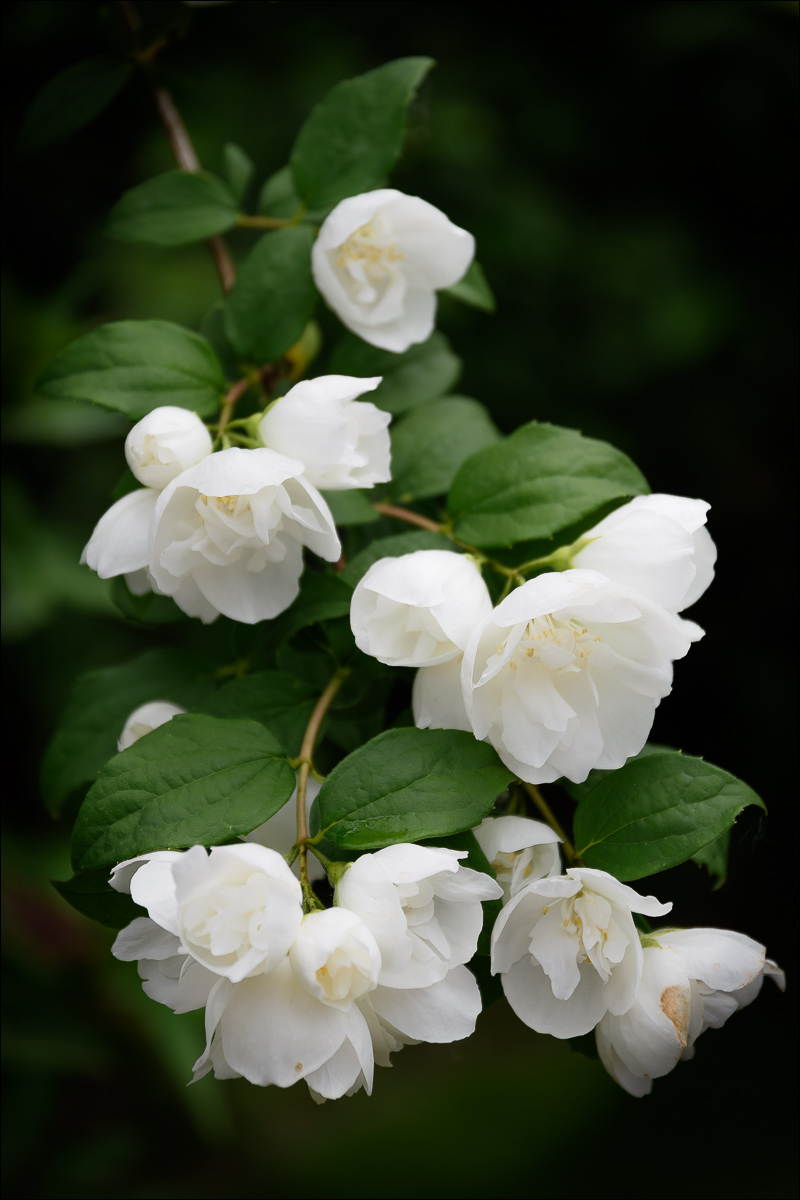 Bauernjasmin