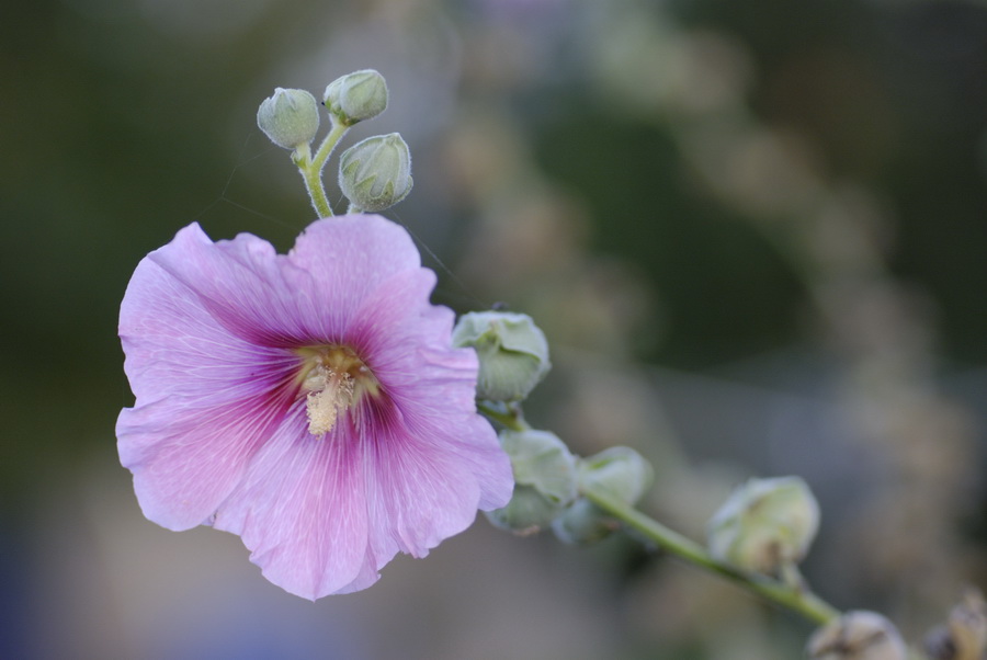 Bauernrose