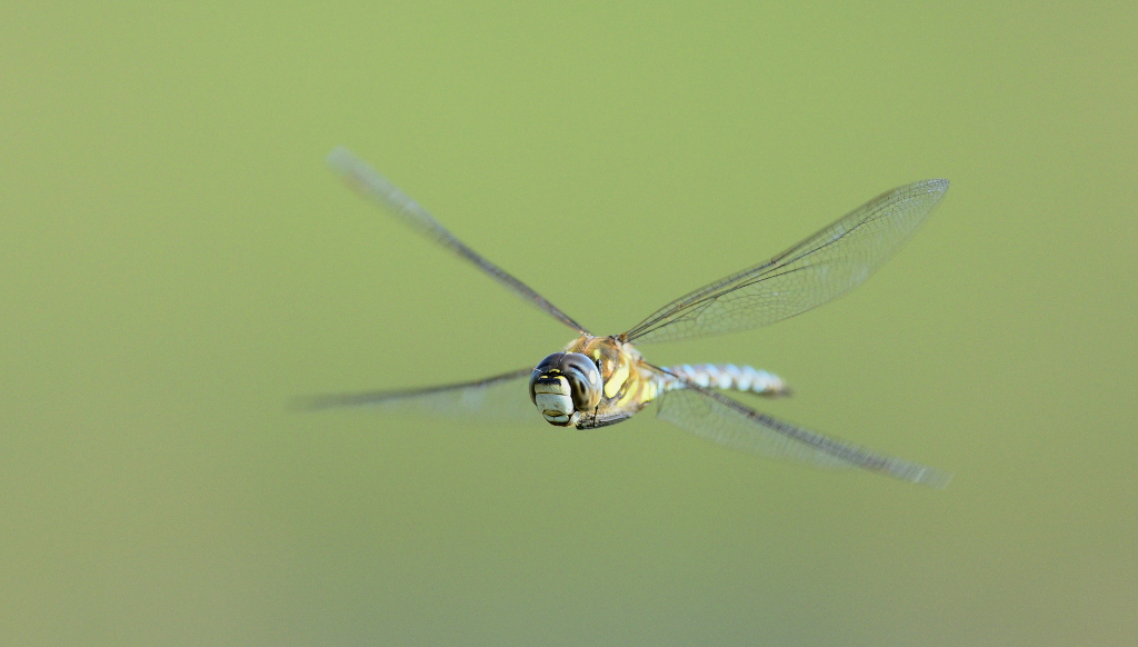 Baugrüne Mosaikjungfer im Flug 01