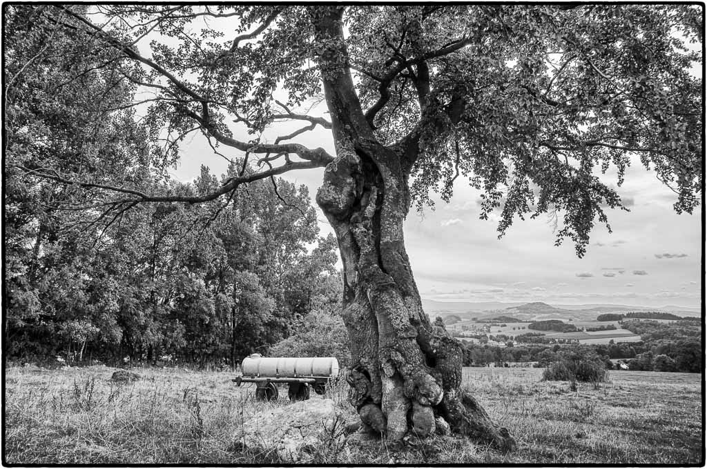 Baum 01