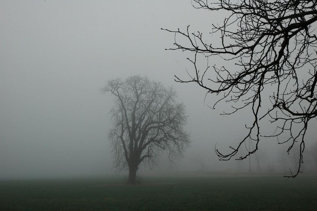 Baum 01
