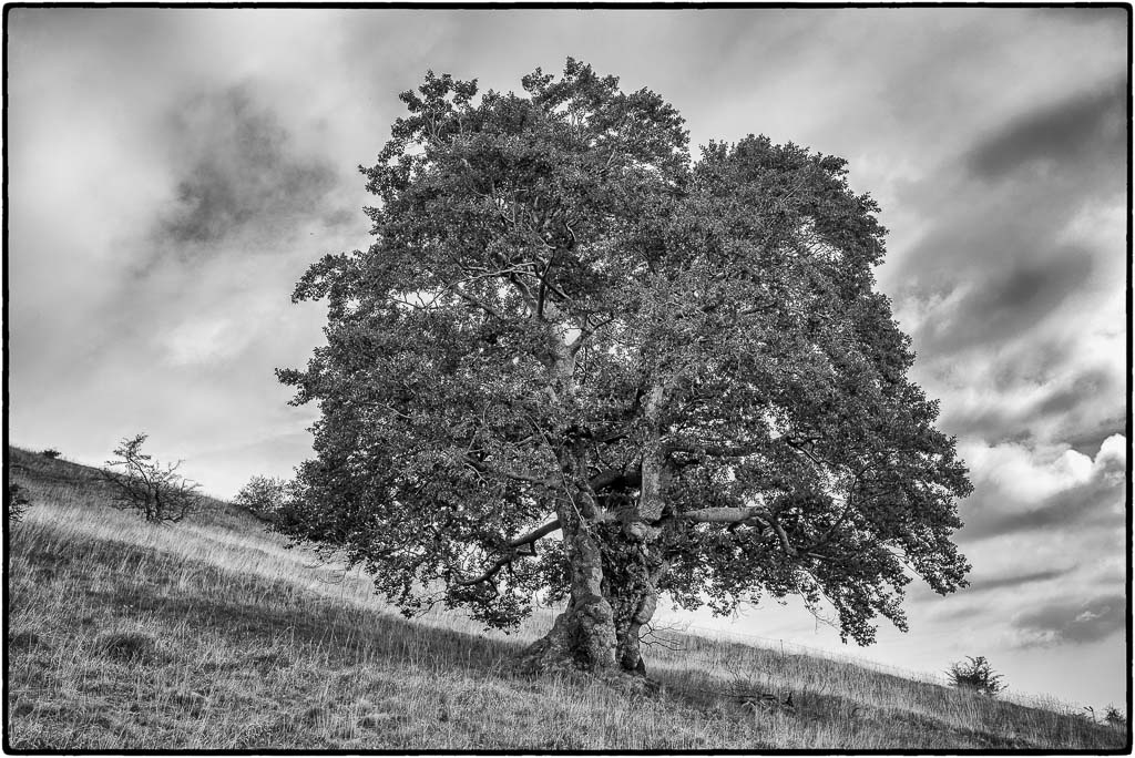 Baum 02