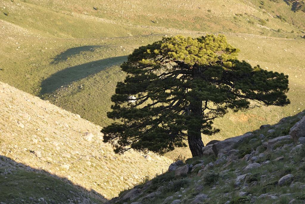 Baum 1