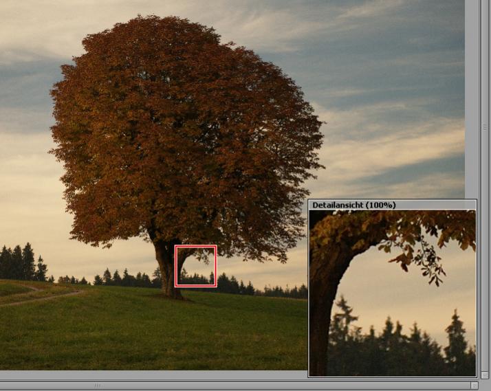 Baum 100proz