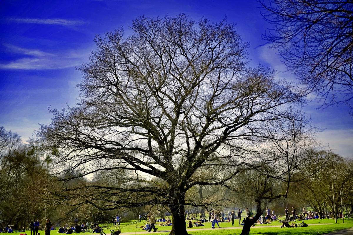 Baum 🌳, stark bearbeitet