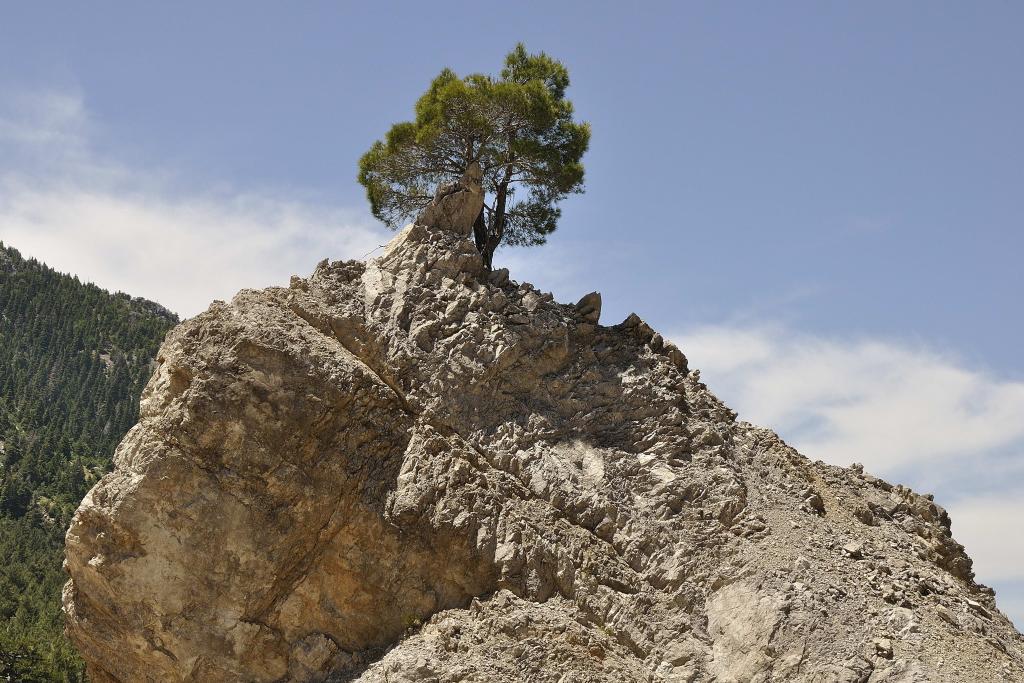 Baum 2