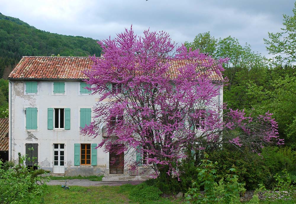 baum 2