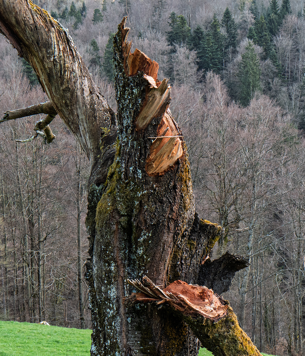 Baum-3_L1003164_12.jpg