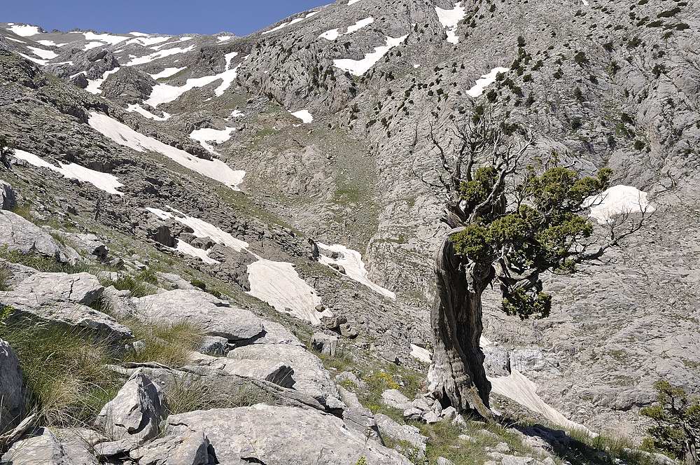 Baum 4