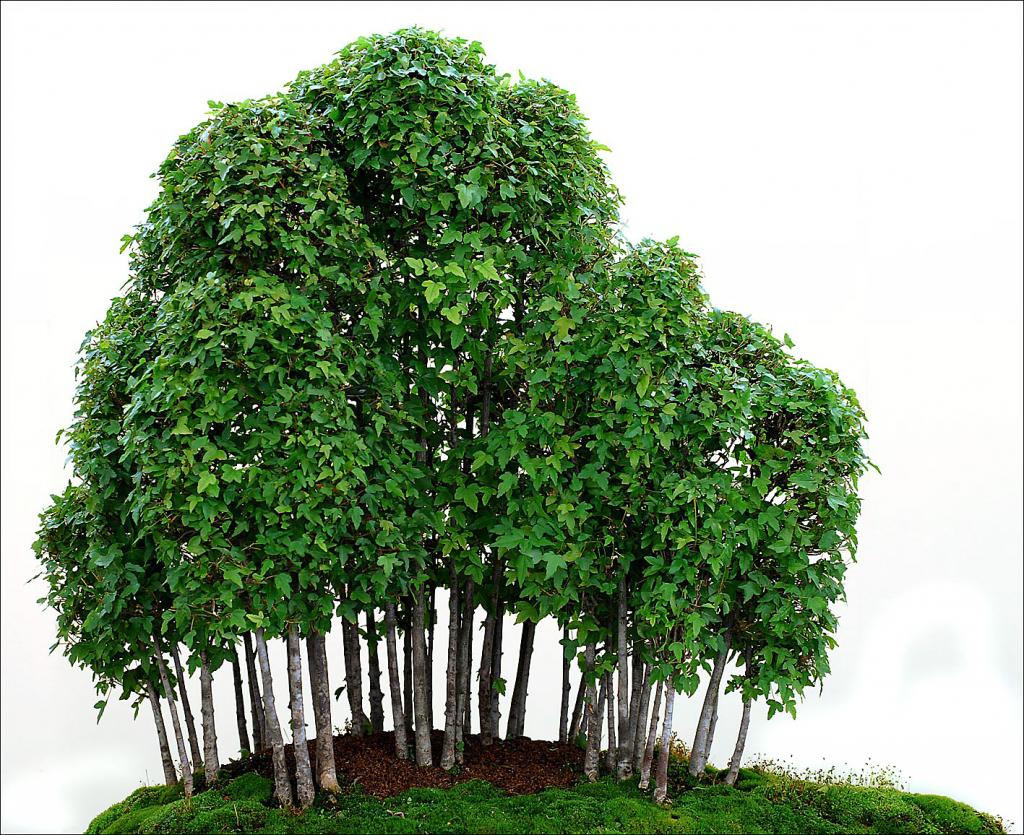 baum 45 2w