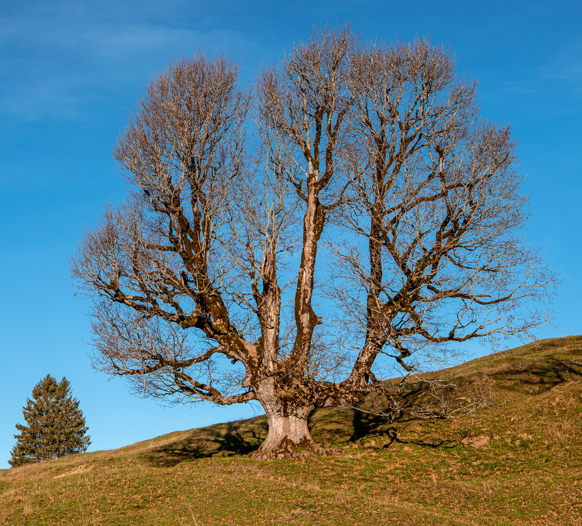 baum-ahorn.jpg