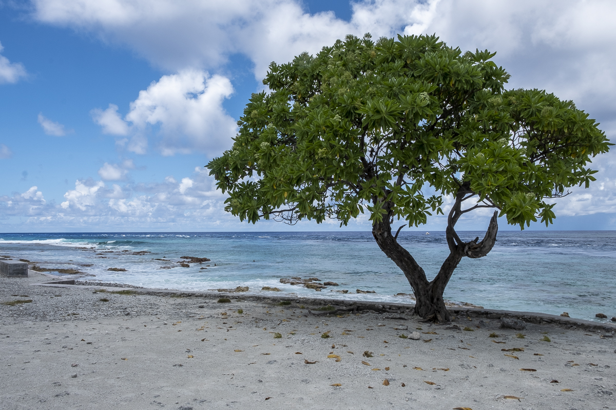 Baum am Strand.jpg