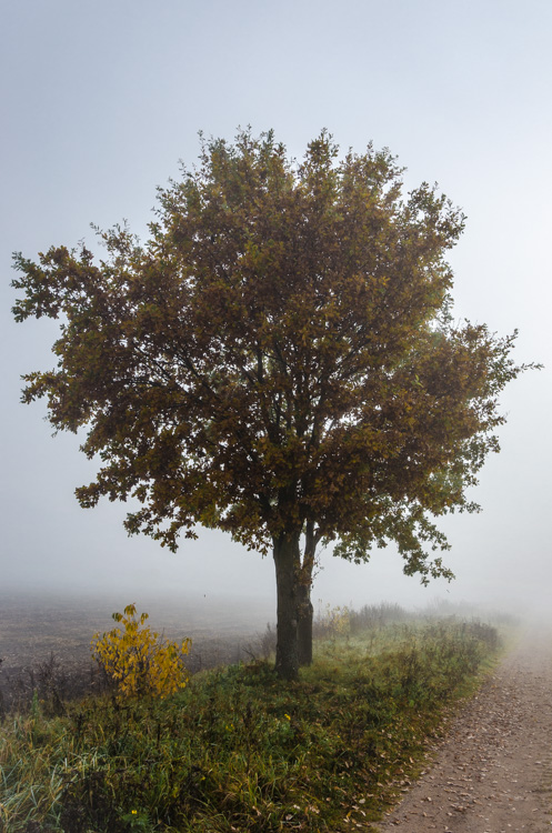 Baum am Wegesrand