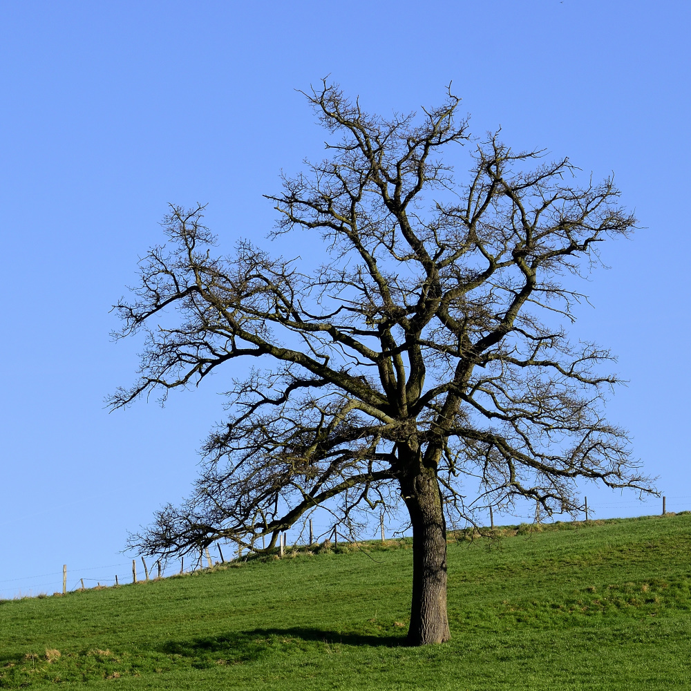Baum auf Weide 1