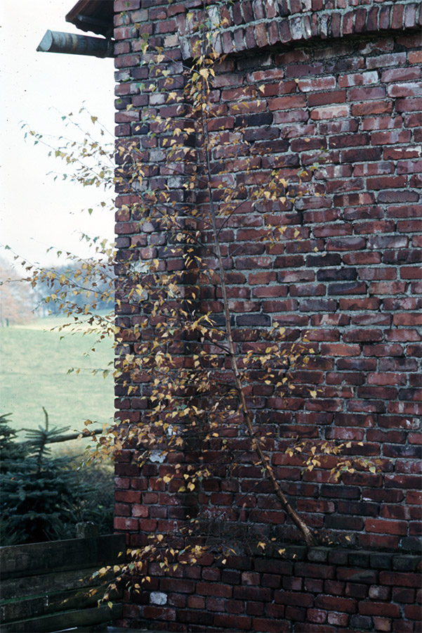 Baum aus Mauer 09k 1