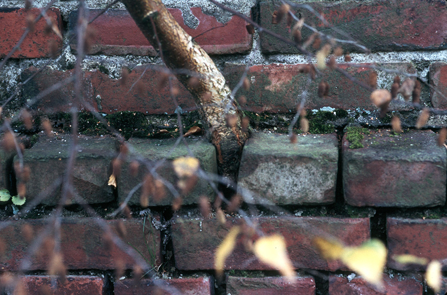 Baum aus Mauer 09k 2