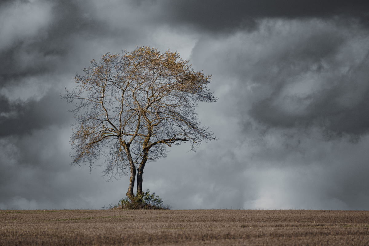 Baum bei Dichtelbach