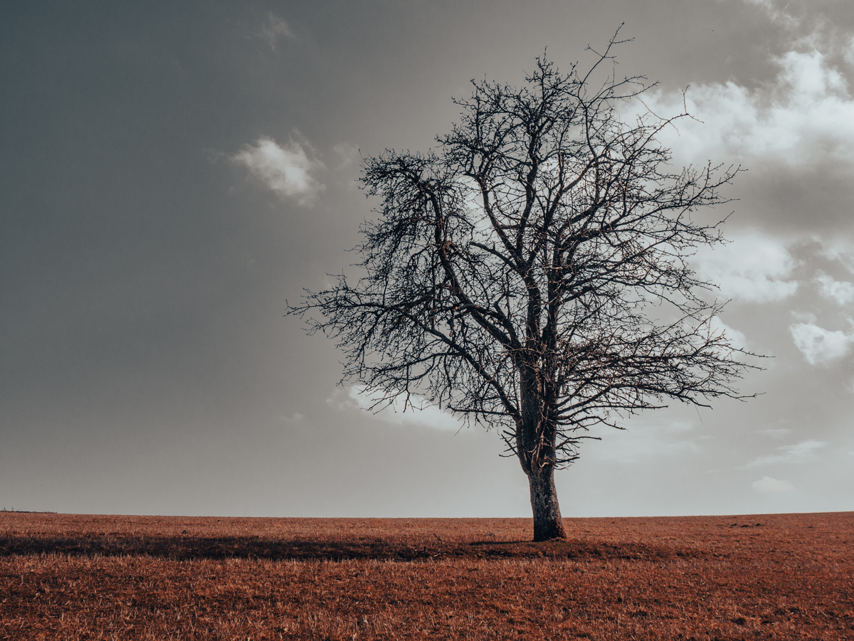 Baum bei Dickschied im Wispertaunus