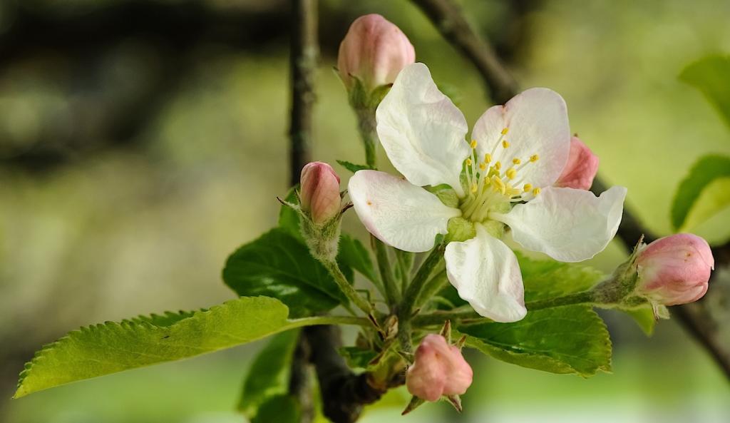 Baum-Blüte