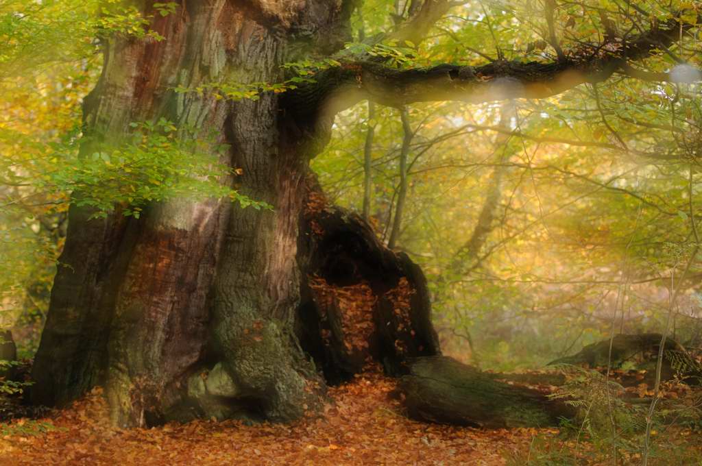 Baum, Doppelbelichtung