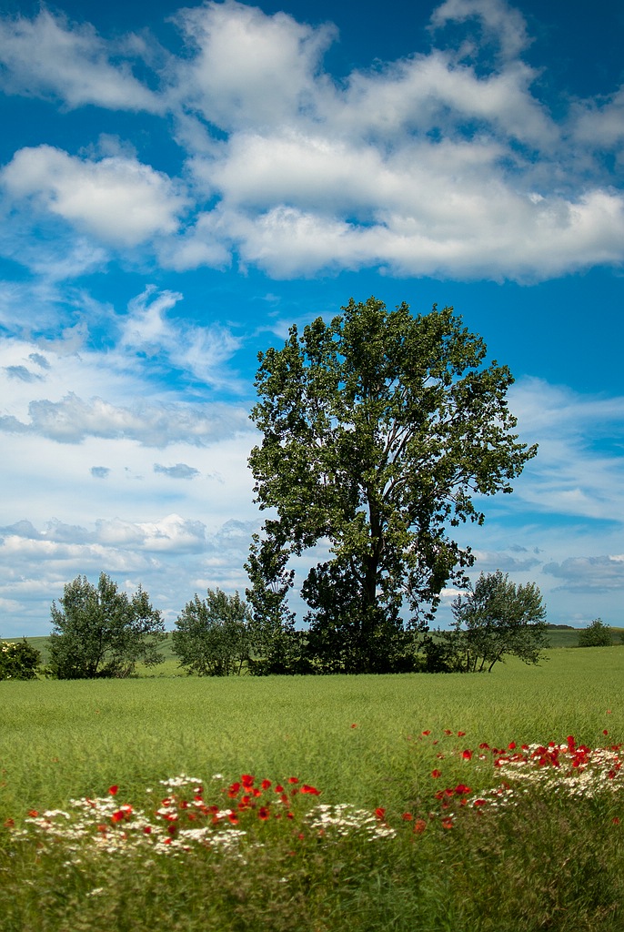 Baum DSC 0190