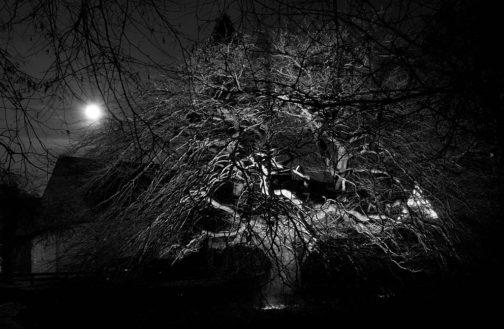 Baum DSC 0355